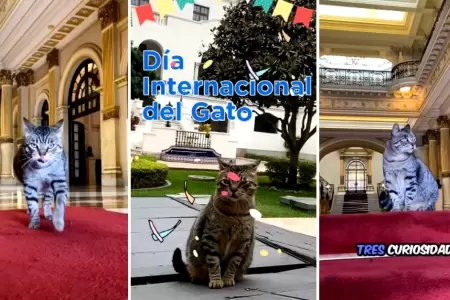 Michistro saluda a los felinos en el Da Internacional del Gato.