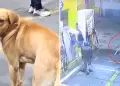 Comas: Hroe! Perrito frustra asalto en grifo tras enfrentarse a dos delincuentes