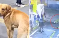 Comas: Hroe! Perrito frustra asalto en grifo tras enfrentarse a dos delincuentes