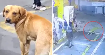 Perrito frustra asalto en grifo de Comas.