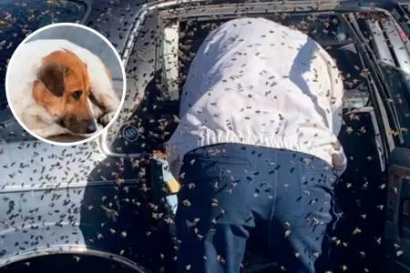 Abuelito intent salvar a su perrito de ataque de abejas.