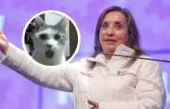 Conmovedor? Dina Boluarte canta "El Gato Ron Ron" frente a decenas de nios