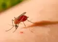 Casos de dengue se reducen en un 84.2 % en el Per, segn reporte del Minsa