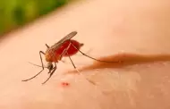 El primo del Dengue? Esta es la enfermedad que es transmitida por un mosquito y amenaza al mundo