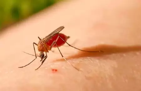 El Dengue