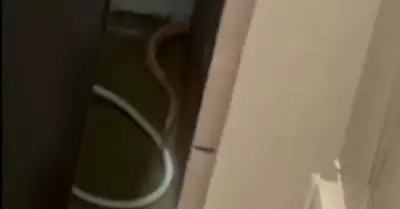 Vecinos de Miraflores reportan aparicin de serpiente en condominio.