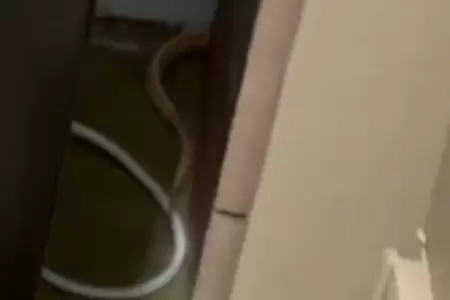 Vecinos de Miraflores reportan aparicin de serpiente en condominio.