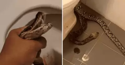 Enorme serpiente mordi a hombre en genitales.