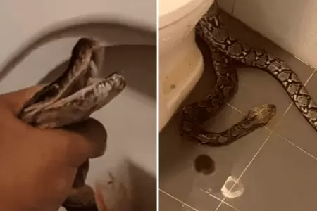 Enorme serpiente mordi a hombre en genitales.