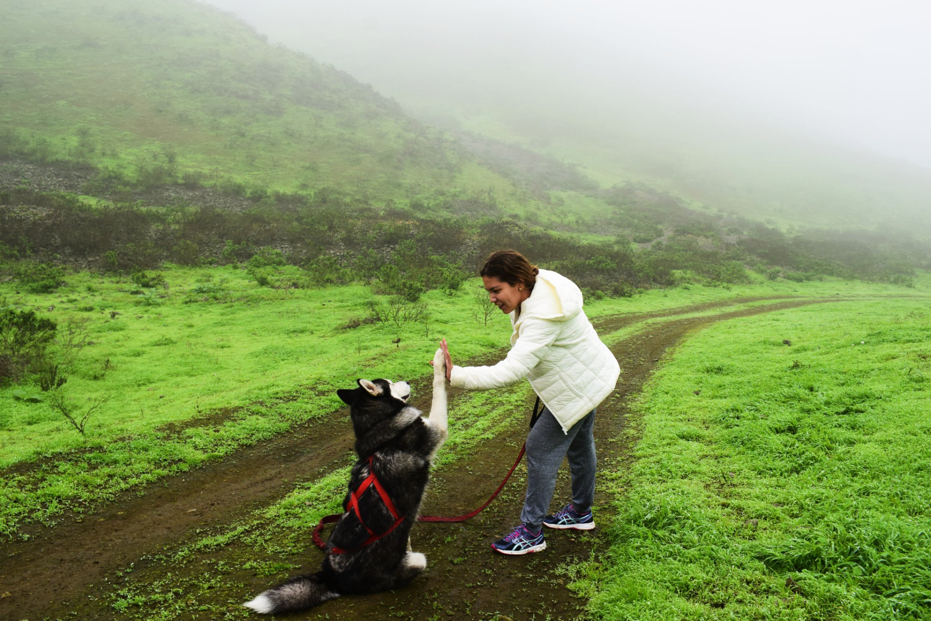 Destinos pet friendly cerca de Lima para disfrutar con tu mascota