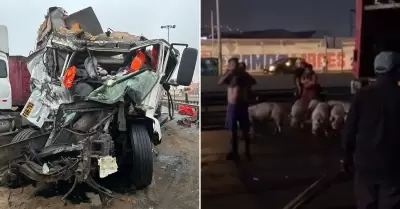 Accidente en Panamericana Sur deja cerdos heridos.