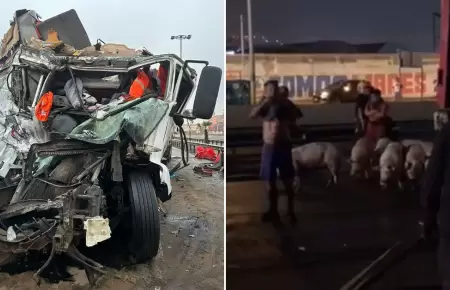 Accidente en Panamericana Sur deja cerdos heridos.