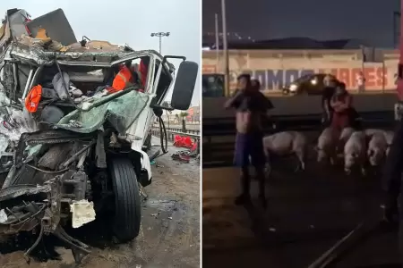 Accidente en Panamericana Sur deja cerdos heridos.