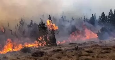 Fallecidos por incendios forestales asciende a 15.