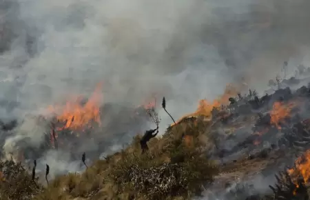 Incendio forestal en Contamana.