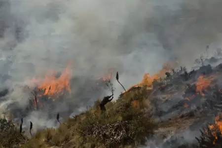 Incendio forestal en Contamana.