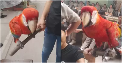 Guacamayo huye de incendio forestal y se refugia en colegio