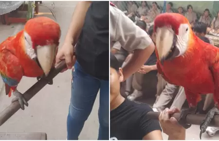 Guacamayo huye de incendio forestal y se refugia en colegio