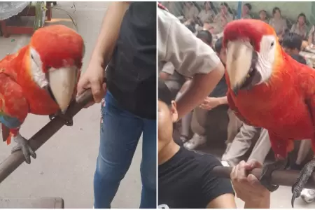 Guacamayo huye de incendio forestal y se refugia en colegio