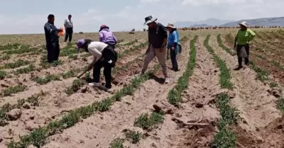 Escasez de agua reduce la produccin de banano y limn.