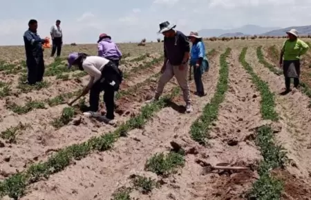 Escasez de agua reduce la produccin de banano y limn.