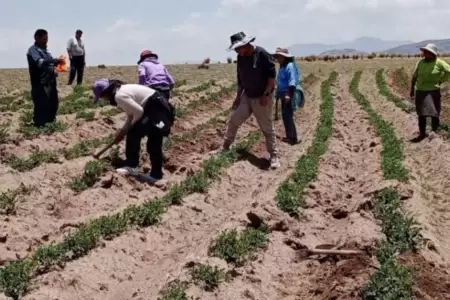 Escasez de agua reduce la produccin de banano y limn.