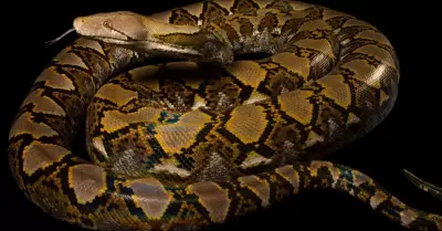 Serpiente ataca brutalmente a mujer en Tailandia.