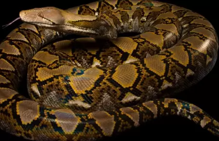 Serpiente ataca brutalmente a mujer en Tailandia.