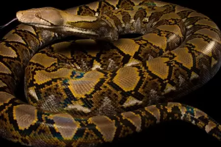 Serpiente ataca brutalmente a mujer en Tailandia.