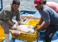 Pescadores artesanales solicitan declaratoria de emergencia por escasez de pota: "Estamos en el peor momento"