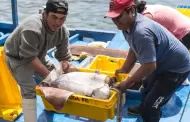 Pescadores desmienten al Gobierno de Dina Boluarte y culpan a embarcaciones chinas de escasez de pota