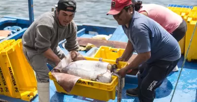 Pescadores culpan a embarcaciones chinas de escasez de pota.