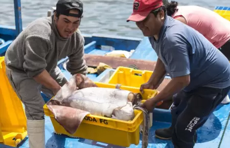 Pescadores sin pota en Paita