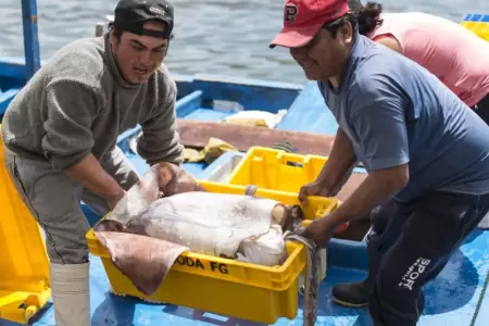 Pescadores sin pota en Paita