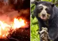 Terrible! Oso andino habra sido asesinado mientras hua de incendios forestales en Piura