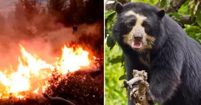 Oso habra sido asesinado cuando hua del incendio.