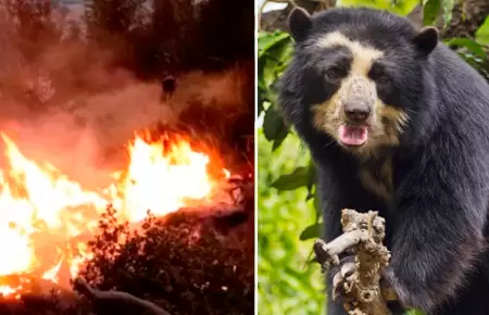 Oso habra sido asesinado cuando hua del incendio.