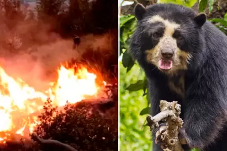 Oso habra sido asesinado cuando hua del incendio.