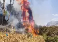 Pasco: Terrible! Seis incendios forestales en la regin han arrasado con flora y fauna en las ltimas 48 horas