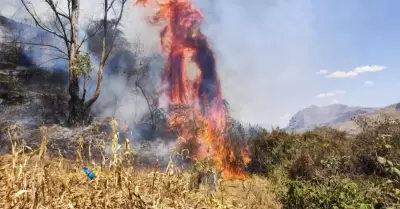 Incendios forestales arrasan fauna y flora en Pasco.