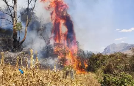 Incendios forestales arrasan fauna y flora en Pasco.