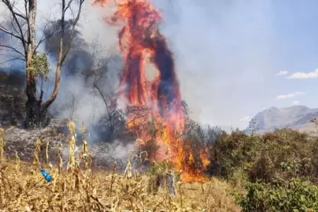 Incendios forestales arrasan fauna y flora en Pasco.