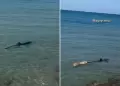 INSLITO! Perrito causa pnico tras meterse al mar para atrapar a tiburn: el desenlace fue triste