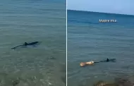 INSLITO! Perrito causa pnico tras meterse al mar para atrapar a tiburn: el desenlace fue triste