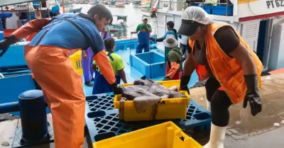 Escasez de pota es por pesca indiscriminada