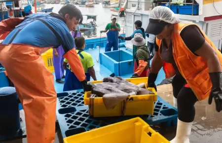 Escasez de pota es por pesca indiscriminada