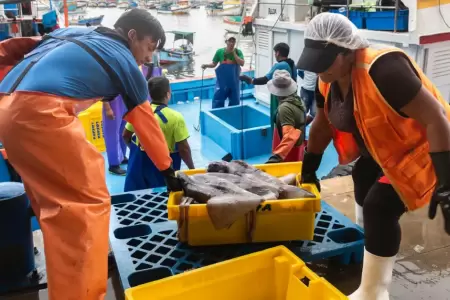 Escasez de pota es por pesca indiscriminada