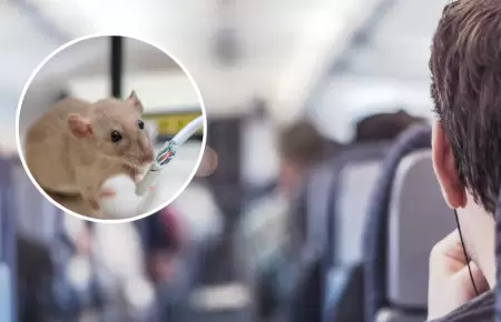 Encuentran ratn vivo dentro de la comida de un pasajero.