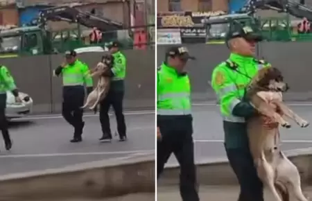 Perrito se vuelve viral en redes.