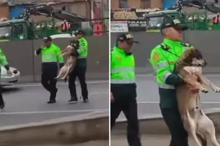 Perrito se vuelve viral en redes.